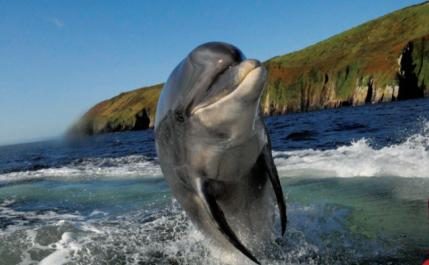 Fungie Dolphin Tours near the Earl of Desmond Hotel