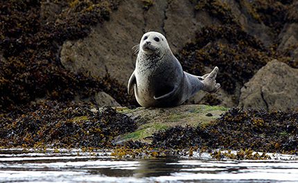 Grey seal